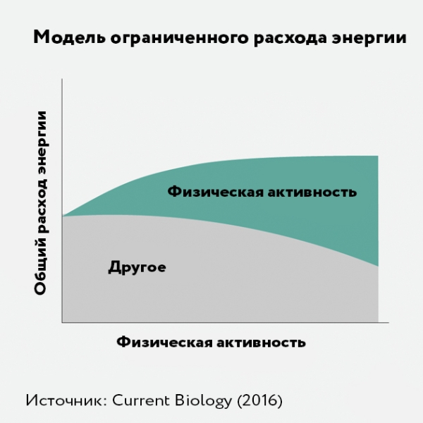 Почему занятия спортом практически не помогают похудеть