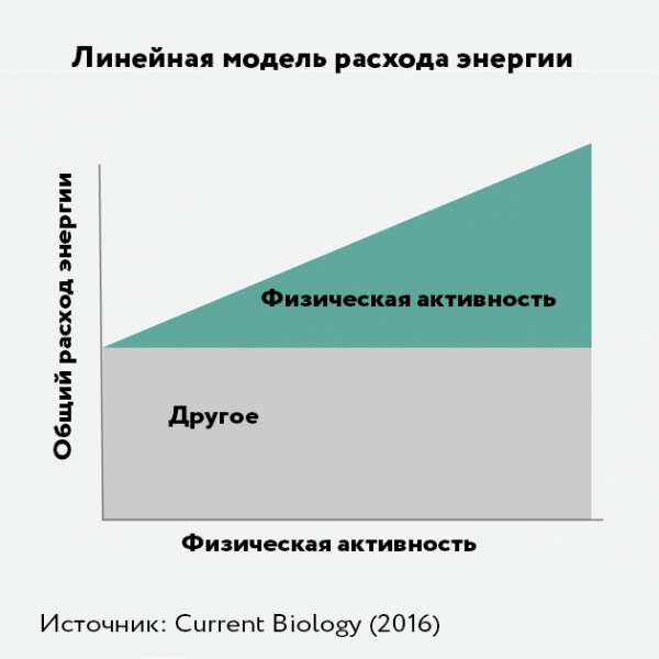 Почему занятия спортом практически не помогают похудеть